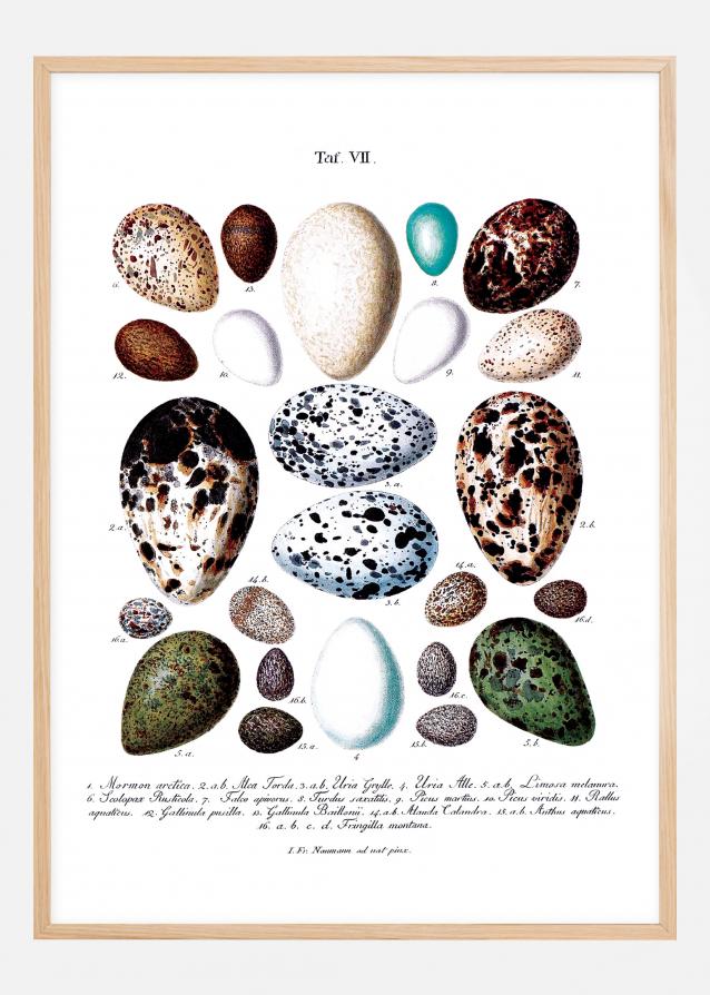 Illustrazione didattica di uova di uccelli Poster