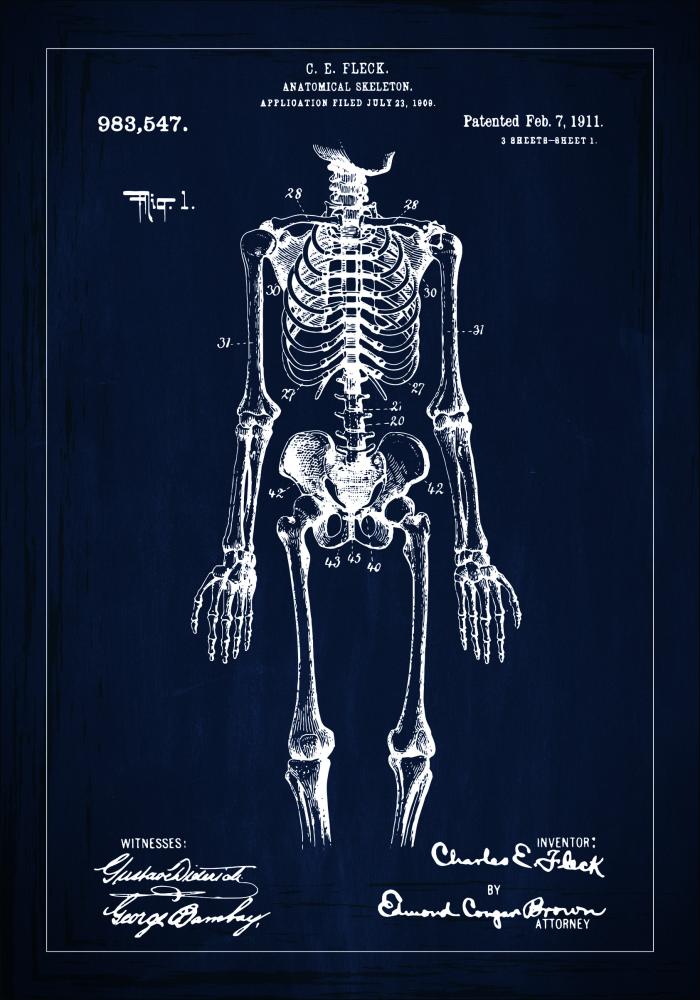 Disegni di brevetti - Anatomia dello scheletro I - Blu Poster