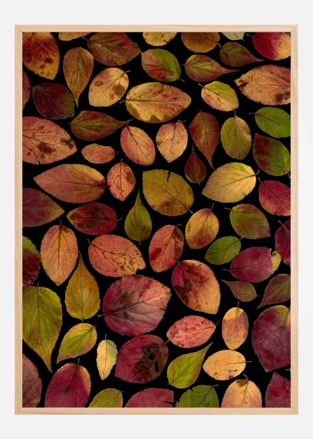 Autum Leafs Poster