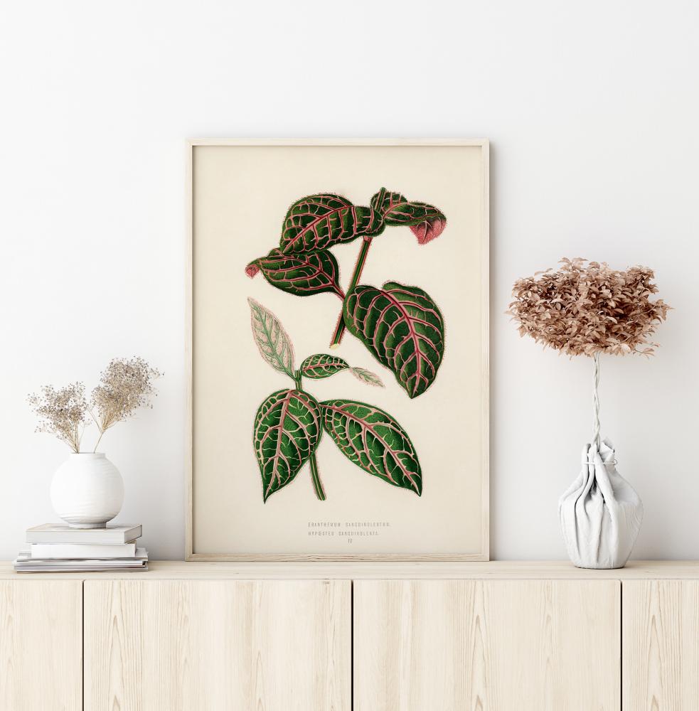 Plectranthus Scutellarioides Poster