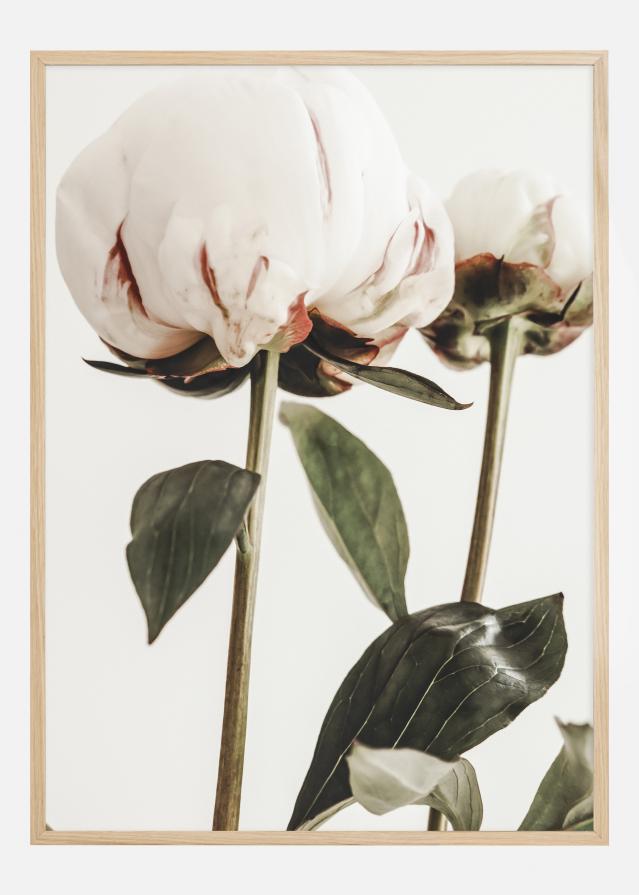 Calm Peony II Poster