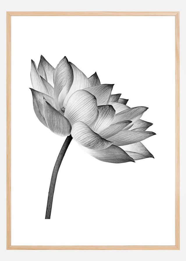 Lotus open Poster