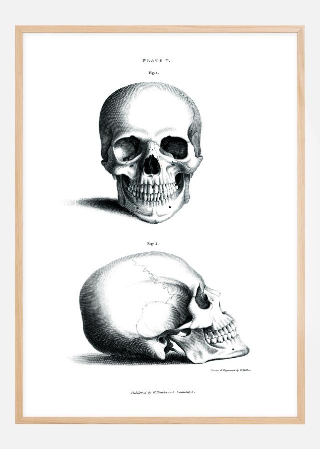 Illustrazione didattica del cranio umano 1800-tal Poster