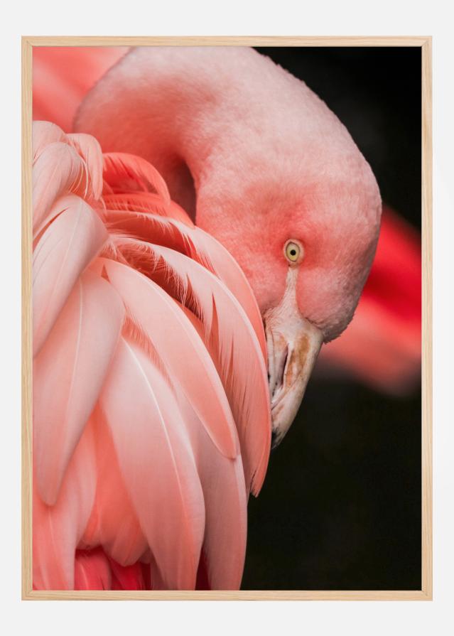 Flamingo Poster