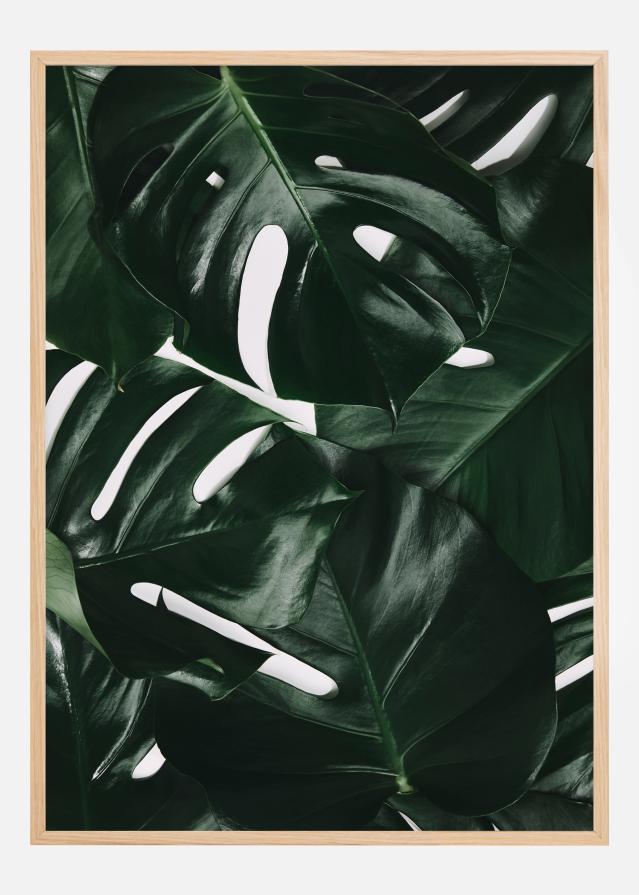 Monstera Plant I Poster