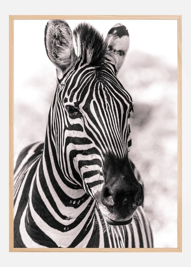 Zebra Poster