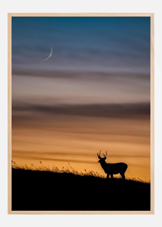 Deer In Sunset Poster