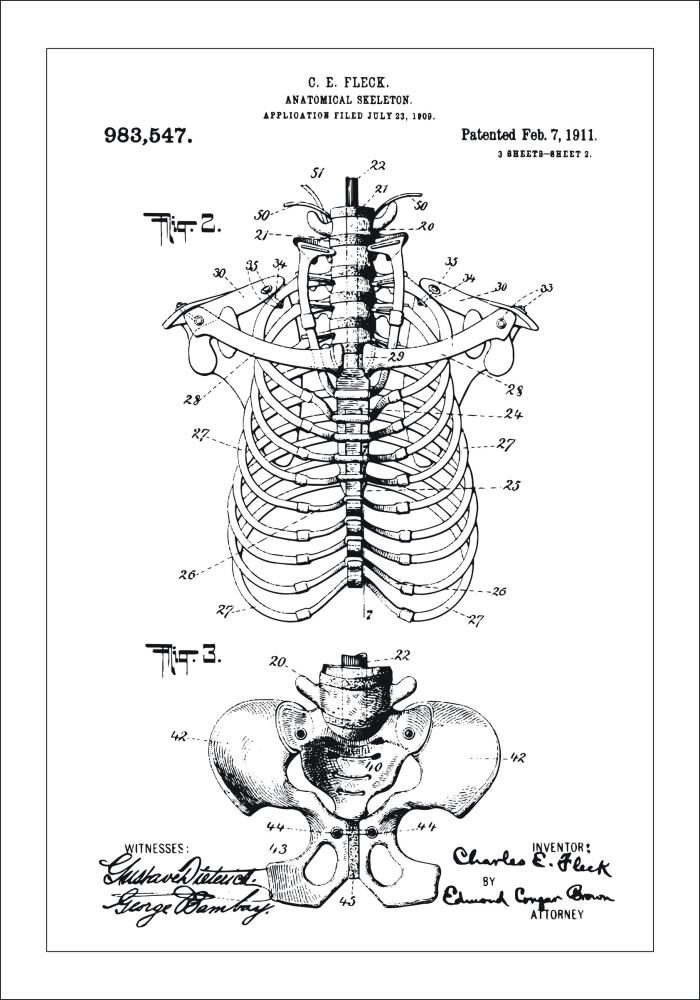 Disegni di brevetti - Anatomia dello scheletro II Poster